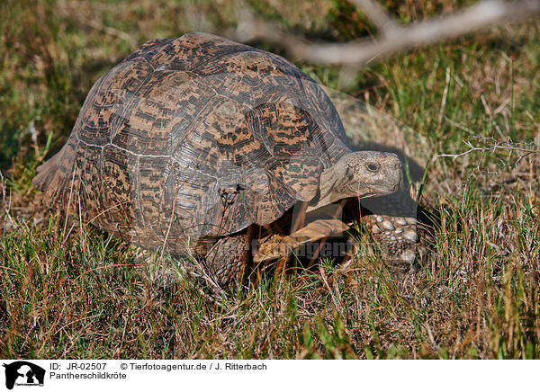 Pantherschildkrte / leopard tortoise / JR-02507
