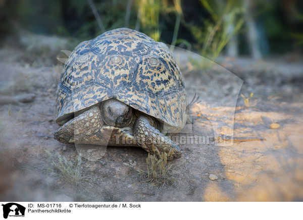 Pantherschildkrte / Leopard Tortoise / MS-01716