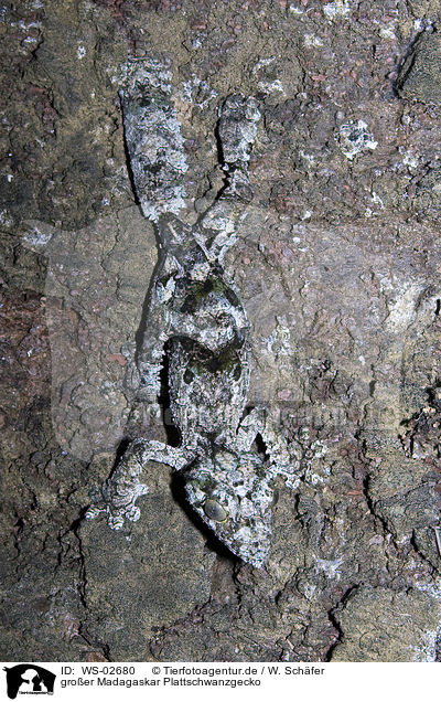 groer Madagaskar Plattschwanzgecko / WS-02680