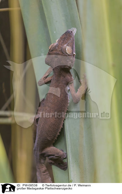 groer Madagaskar Plattschwanzgecko / PW-08538