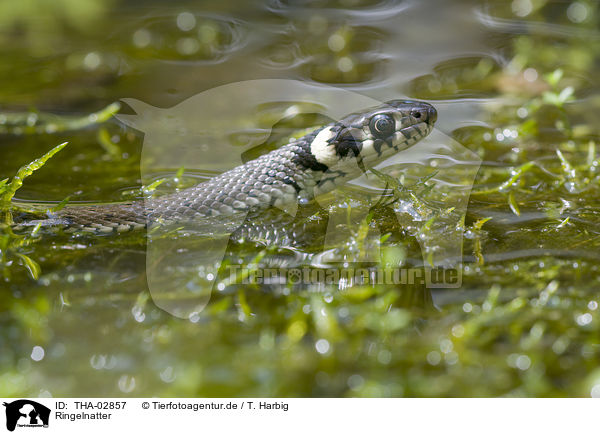 Ringelnatter / grass snake / THA-02857