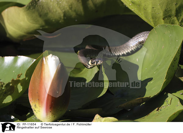 Ringelnatter auf Seerose / Grass snake on water lily / FF-11654