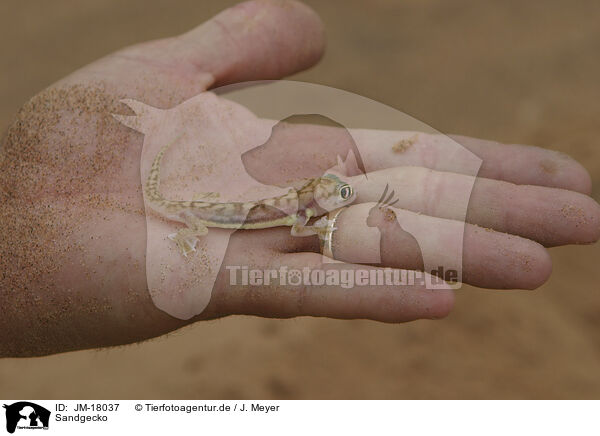 Sandgecko / African giant ground gecko / JM-18037