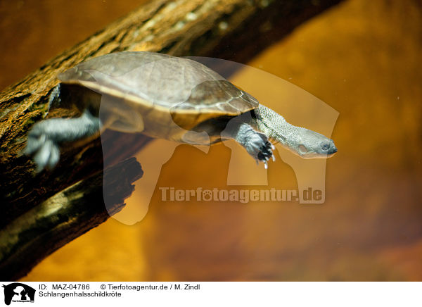 Schlangenhalsschildkrte / snake-necked turtle / MAZ-04786