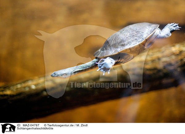 Schlangenhalsschildkrte / snake-necked turtle / MAZ-04787
