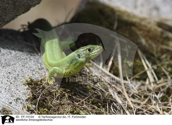 westliche Smaragdeidechse / Western Green Lizard / FF-10100