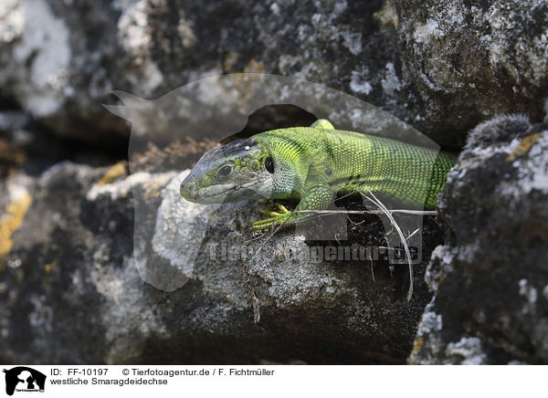 westliche Smaragdeidechse / Western Green Lizard / FF-10197