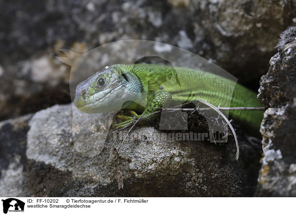 westliche Smaragdeidechse / Western Green Lizard / FF-10202