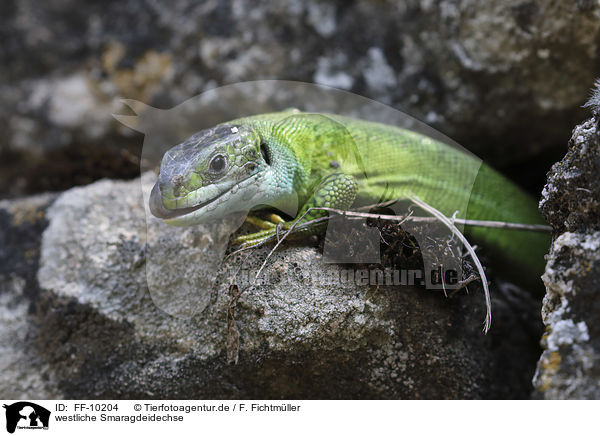 westliche Smaragdeidechse / Western Green Lizard / FF-10204