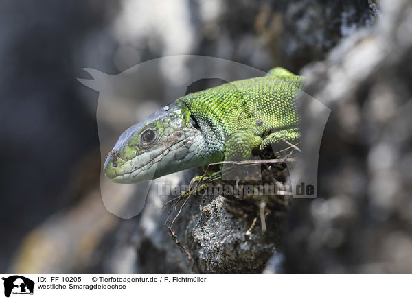 westliche Smaragdeidechse / Western Green Lizard / FF-10205