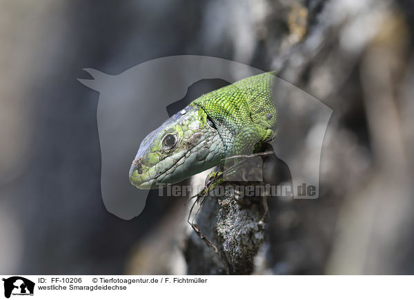 westliche Smaragdeidechse / Western Green Lizard / FF-10206