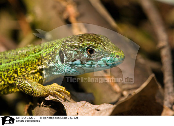 Smaragdeidechse / green lizard / SO-03279