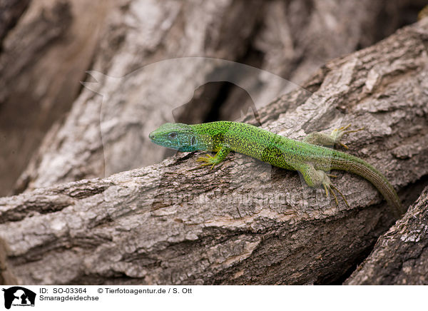 Smaragdeidechse / green lizard / SO-03364
