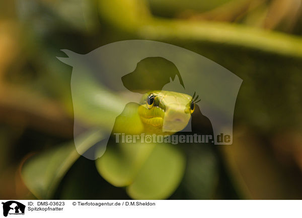 Spitzkopfnatter / red-tailed green ratsnake / DMS-03623