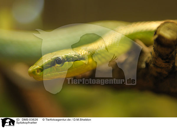 Spitzkopfnatter / red-tailed green ratsnake / DMS-03626