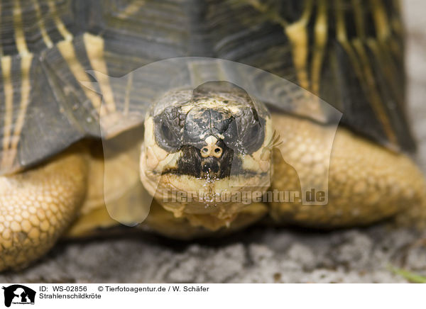 Strahlenschildkrte / radiated tortoise / WS-02856