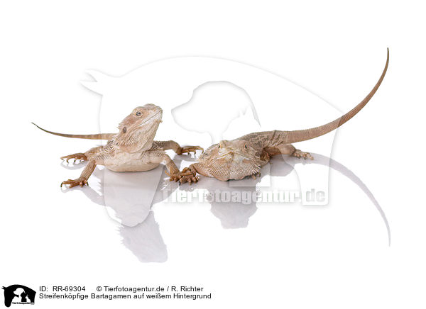 Streifenkpfige Bartagamen auf weiem Hintergrund / central bearded dragons at white background / RR-69304