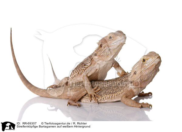 Streifenkpfige Bartagamen auf weiem Hintergrund / central bearded dragons at white background / RR-69307