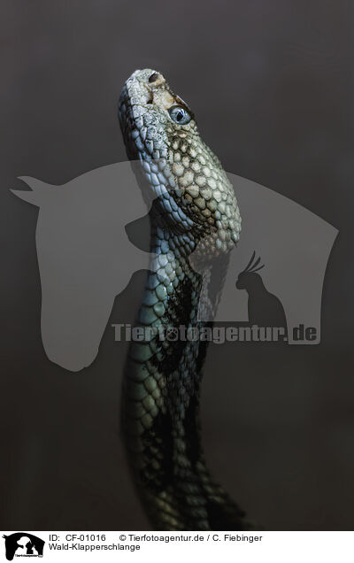 Wald-Klapperschlange / banded rattlesnake / CF-01016