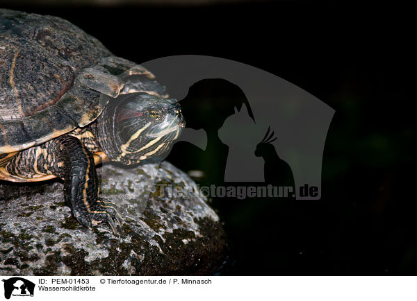 Wasserschildkrte / turtle / PEM-01453