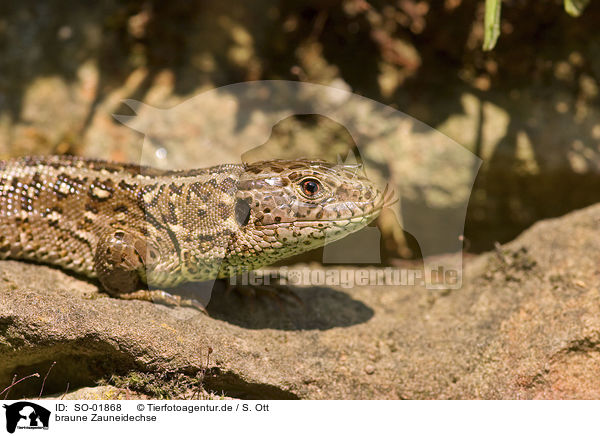 braune Zauneidechse / brown sand lizard / SO-01868