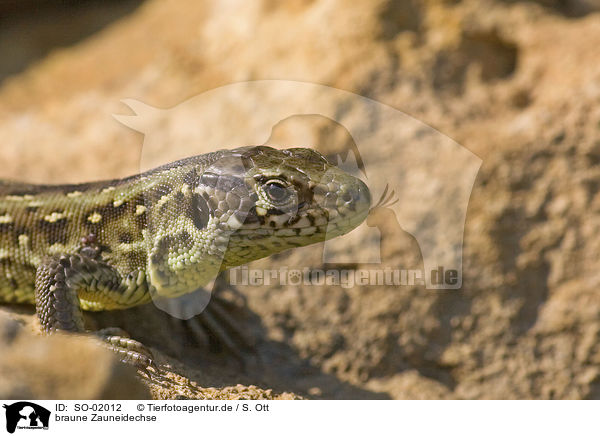 braune Zauneidechse / brown sand lizard / SO-02012