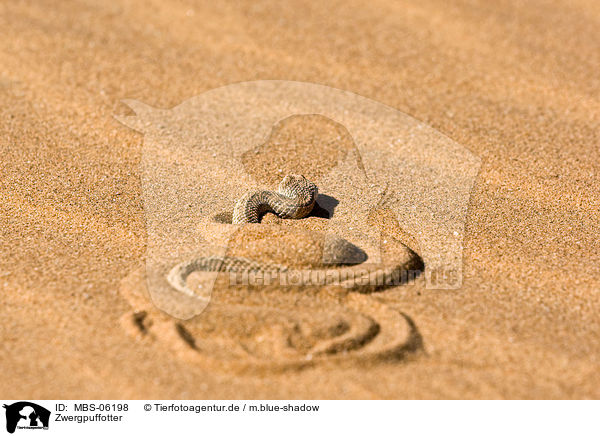 Zwergpuffotter / Peringueys desert adder / MBS-06198