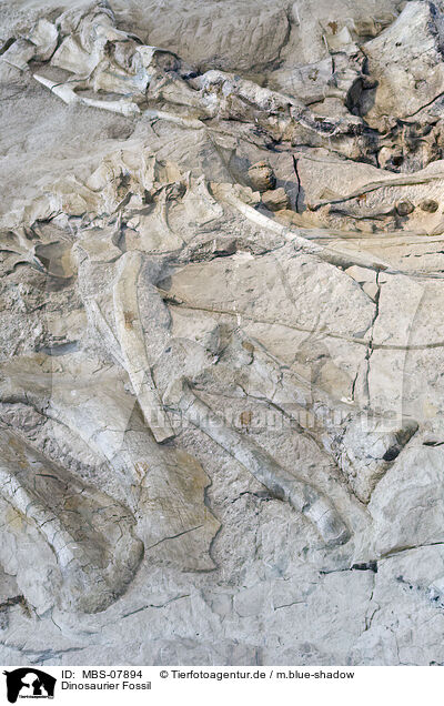 Dinosaurier Fossil / MBS-07894