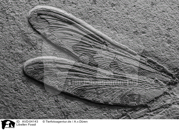 Libellen Fossil / AVD-04143