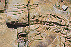 versteinertes Mesosaurus Fossil