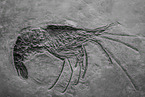 Garnelen Fossil