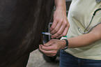 Tierarzt impft Pferd