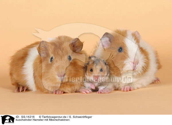 kuschelnder Hamster mit Meerschweinen / snuggling guinea pigs and golden hamster / SS-14216