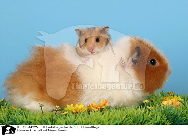 Hamster kuschelt mit Meerschwein / SS-14225