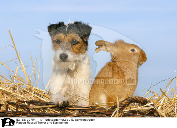 Parson Russell Terrier und Kaninchen / SS-00754