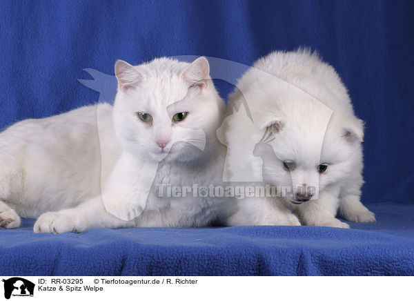 Katze & Spitz Welpe / cat & pomeranian puppy / RR-03295