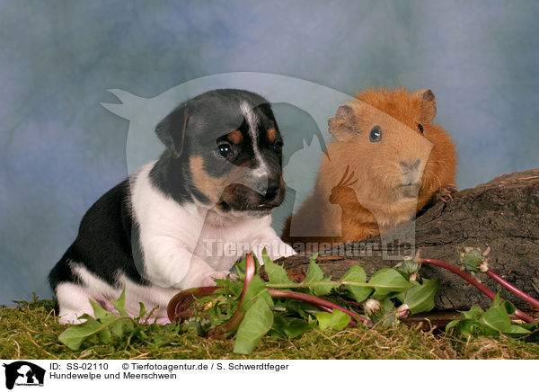 Hundewelpe und Meerschwein / SS-02110