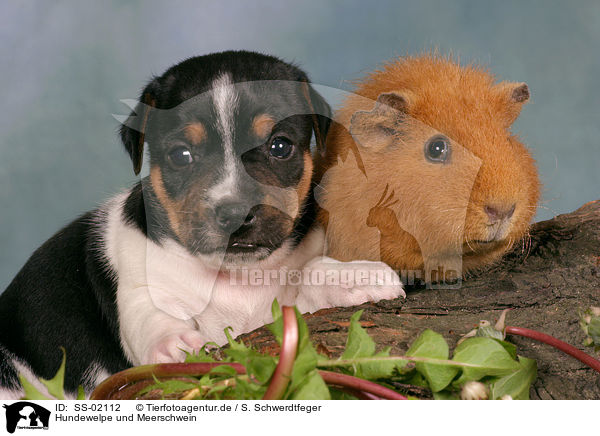 Hundewelpe und Meerschwein / puppy and guinea pig / SS-02112