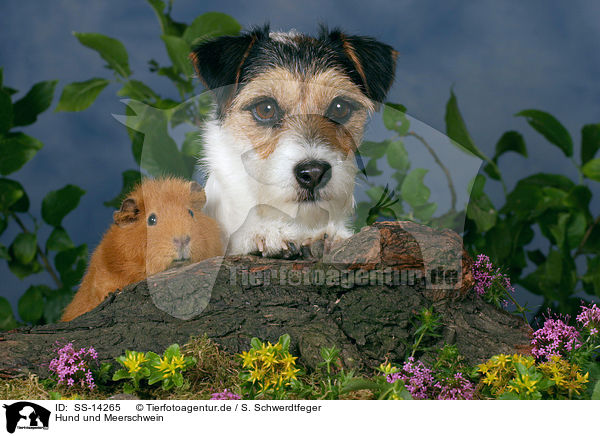 Hund und Meerschwein / dog and guinea pig / SS-14265