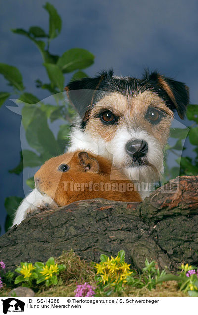 Hund und Meerschwein / dog and guinea pig / SS-14268