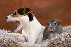 junger Jack Russell Terrier und Meerschwein