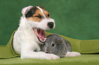 junger Jack Russell Terrier und Meerschwein