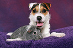 junger Jack Russell Terrier kuschelt mit Meerschwein
