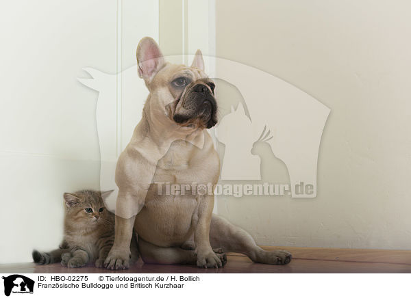 Franzsische Bulldogge und Britisch Kurzhaar / HBO-02275
