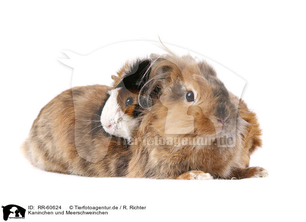Kaninchen und Meerschweinchen / rabbit and guinea pig / RR-60624