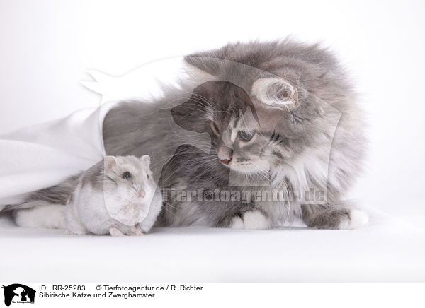 Sibirische Katze und Zwerghamster / RR-25283