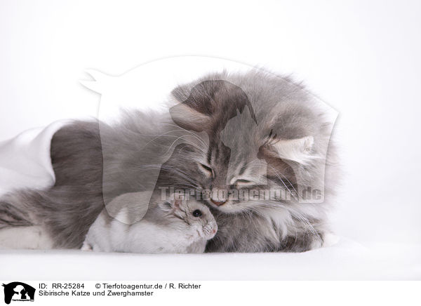 Sibirische Katze und Zwerghamster / Siberian cat and dwarf hamster / RR-25284