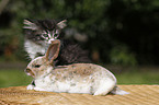 Katze und Kaninchen