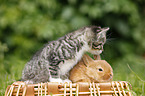 Ktzchen und Kaninchen