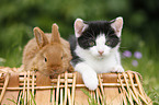 Ktzchen und Kaninchen